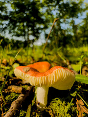orange cap boletus