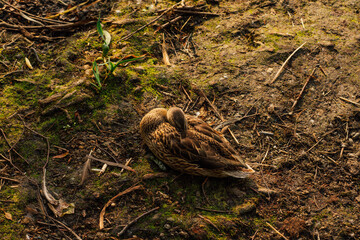brown duck, mallard sleeping on mossy land