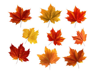 Maple leaf collection transparent background