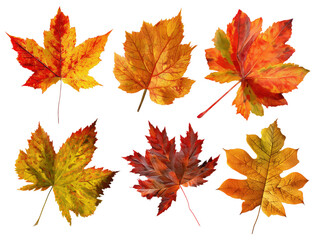 Maple leaf collection transparent background