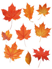 Maple leaf collection transparent background