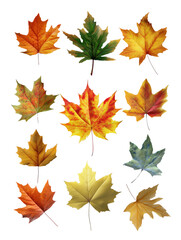 Fototapeta premium Maple leaf collection transparent background