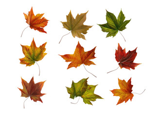 Maple leaf collection transparent background
