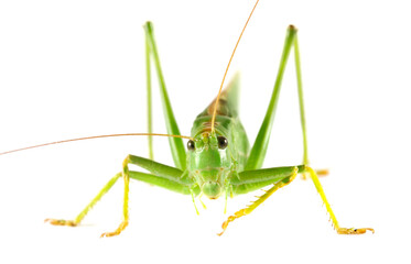 Orthoptera-Tettigoniidae, bush cricket, 