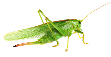 Orthoptera-Tettigoniidae, bush cricket, 