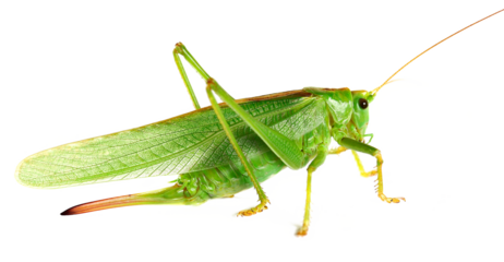 Orthoptera-Tettigoniidae, bush cricket, "long-horned grasshoppers" isolated on white, side view