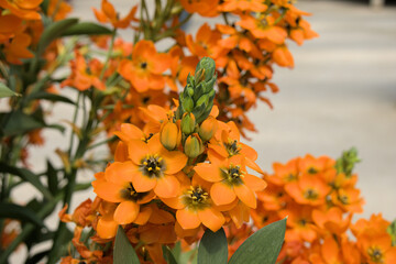 Taean Tulip Festival Photo Tour