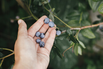 Hand picking blueberry from branch branch closeup in organic garden. Homestead lifestyle, growing and gathering berries. Gardening wallpaper
