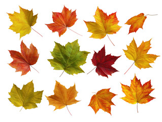 Obraz premium Maple leaf collection transparent background