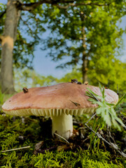 mushroom in the forest