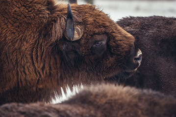 Portrait of European bison in Bialowieza Forest National Park in Poland