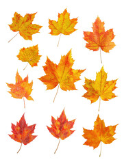 Obraz premium Maple leaf collection transparent background