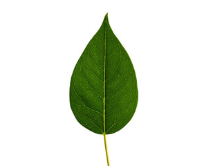 Obraz premium One leaf on white Blackground