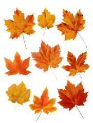 Maple leaf collection transparent background