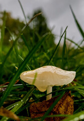 Mushroom in the grass 