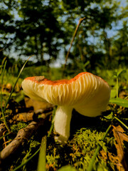 mushroom in the forest