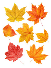 Fototapeta premium Maple leaf collection transparent background
