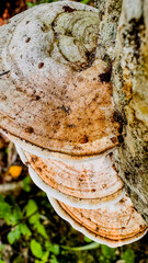 mushrooms on a tree