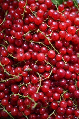 Red currants close-up, picked from a bush. Lots of berries without containers.
