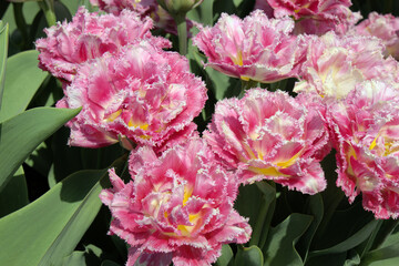 Taean Tulip Festival Photo Tour