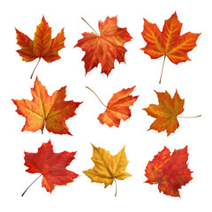 Maple leaf collection transparent background