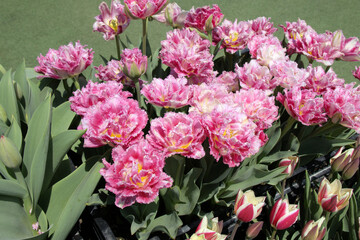 Taean Tulip Festival Photo Tour