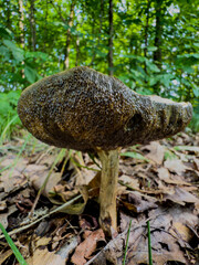 orange cap boletus