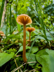 mushroom in the forest