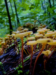 mushrooms in the forest
