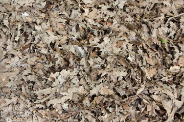close up of a pile of wood chips