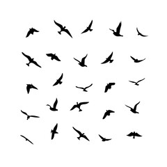 25 Birds: Nature's Colorful Avian Wonders 
