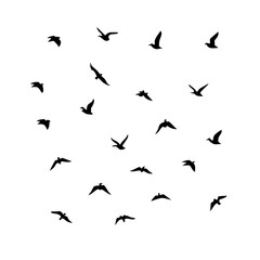 25 Birds: Nature's Colorful Avian Wonders 