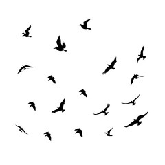 Naklejka premium 25 Birds: Nature's Colorful Avian Wonders 