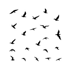 25 Birds: Nature's Colorful Avian Wonders 