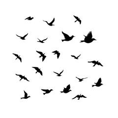 Fototapeta premium 25 Birds: Nature's Colorful Avian Wonders&nbsp;