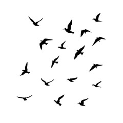 25 Birds: Nature's Colorful Avian Wonders 