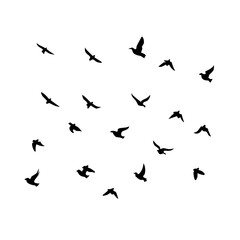 Naklejka premium 25 Birds: Nature's Colorful Avian Wonders 