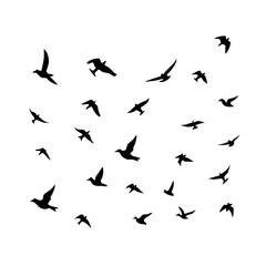25 Birds: Nature's Colorful Avian Wonders 