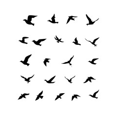 25 Birds: Nature's Colorful Avian Wonders 