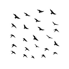 25 Birds: Nature's Colorful Avian Wonders 