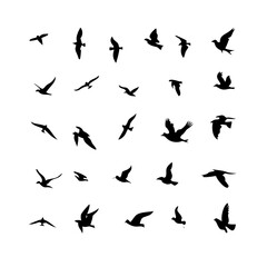 25 Birds: Nature's Colorful Avian Wonders 