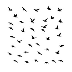 25 Birds: Nature's Colorful Avian Wonders 