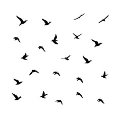 25 Birds: Nature's Colorful Avian Wonders 