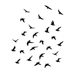 Naklejka premium 25 Birds: Nature's Colorful Avian Wonders 