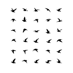 25 Birds: Nature's Colorful Avian Wonders 