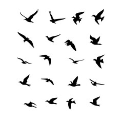 25 Birds: Nature's Colorful Avian Wonders 