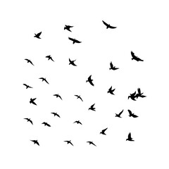 25 Birds: Nature's Colorful Avian Wonders 