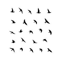 25 Birds: Nature's Colorful Avian Wonders 