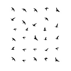 Obraz premium 25 Birds: Nature's Colorful Avian Wonders&nbsp;