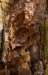 tree bark texture